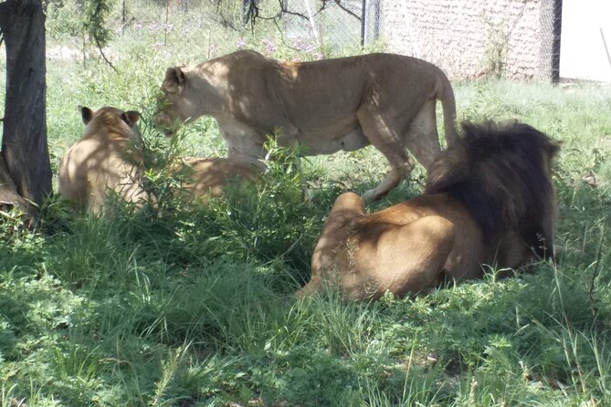 Captivating Safari Lion Park Experience (Half Day Guided Tour) - The two-hour safari drive