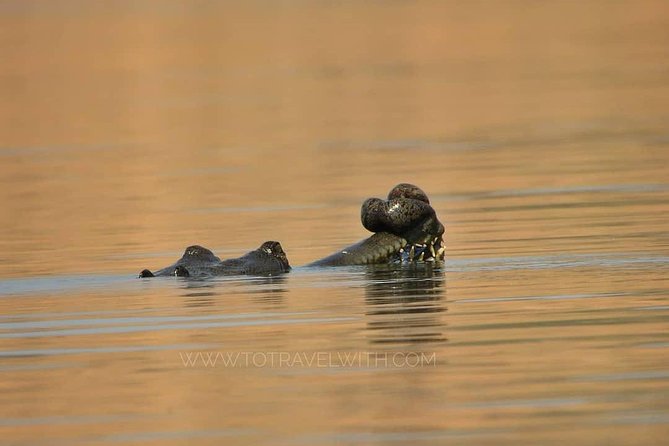 Chambal River Safari - Key points to know before booking