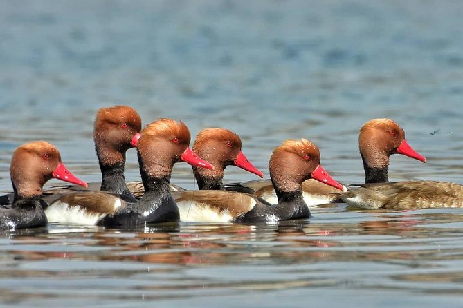 Chambal River Safari - Why the Chambal River is worth leaving Agra for