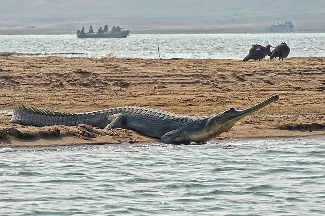 Chambal River Safari - Reaching the National Chambal Wildlife Sanctuary
