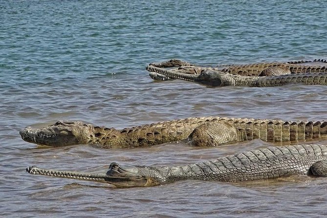 Chambal River Safari - Booking, weather, and cancellation details