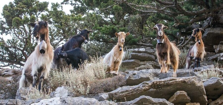 Chania: White Mountains Safari Tour with Lunch and Tastings - The 4WD climb through Sebronas Gorge