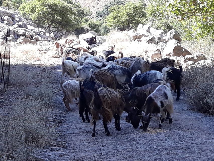 Chania: White Mountains Safari Tour with Lunch and Tastings - Is $176 good value?