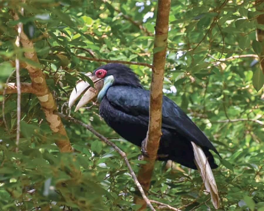 Cheow Larn Lake - Hiking - Cave Explore - Wildlife Safari - Who should book this Cheow Larn day tour