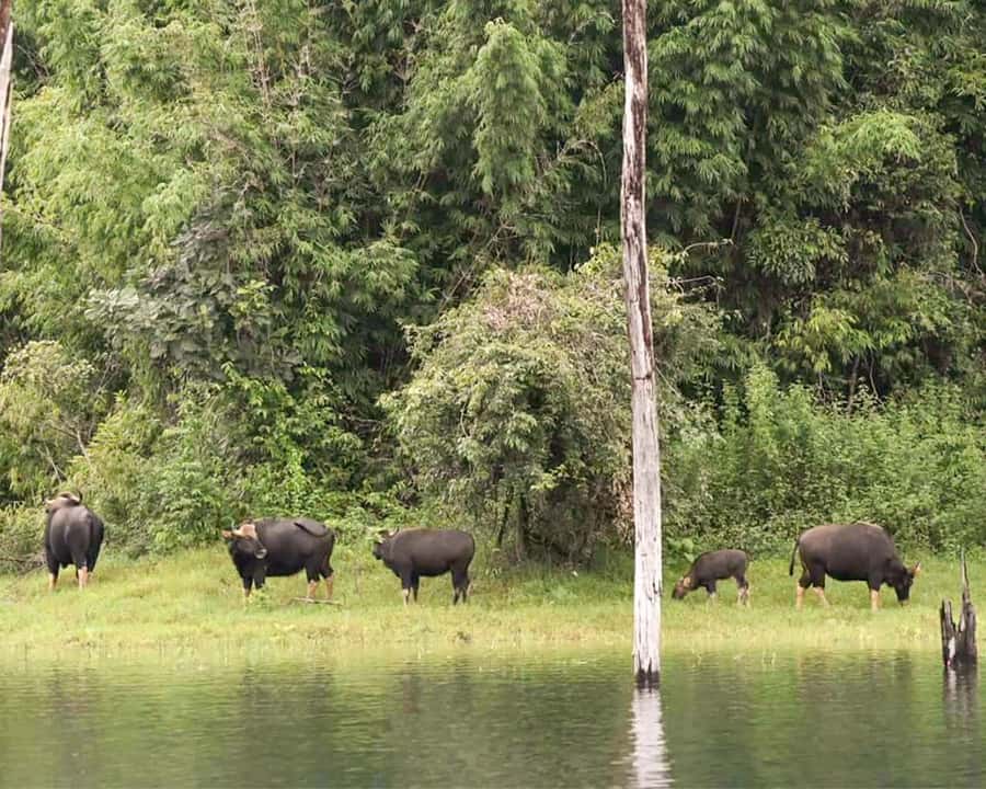 Cheow Larn Lake - Hiking - Cave Explore - Wildlife Safari - Hiking through Klong Seang National Park