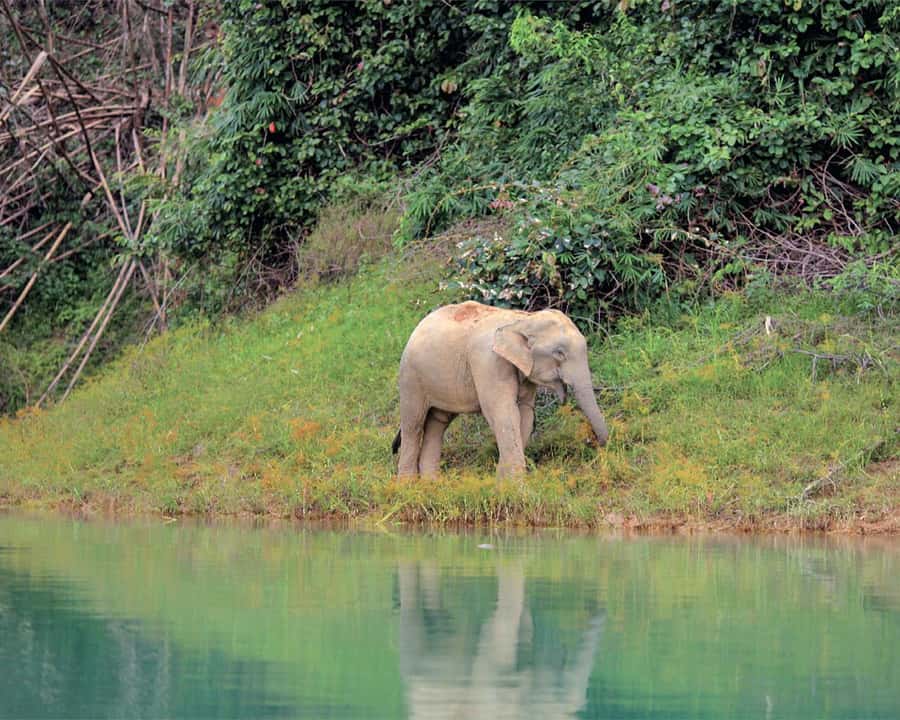Cheow Larn Lake - Hiking - Cave Explore - Wildlife Safari - Coral Cave and its limestone formations