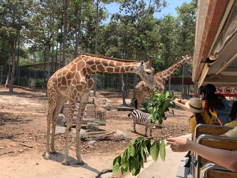 Chiang Mai Night Safari: Entry Ticket with Tram Ride - Start with the lakeside Jaguar Trail Zone