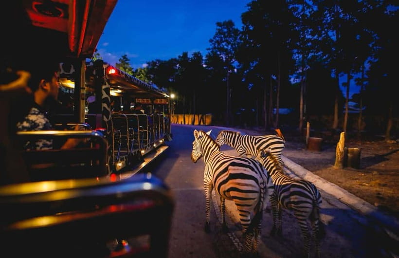 Chiang Mai Night Safari Ticket & Tram Rides Optional Pickup - What this Chiang Mai night outing is really like