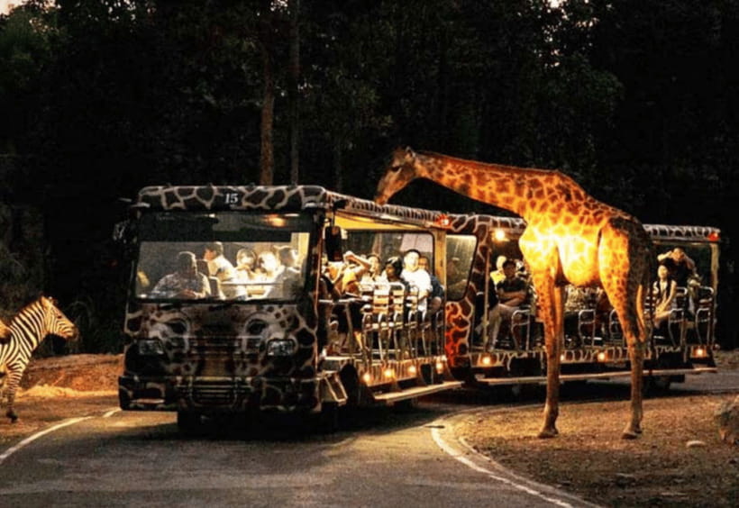 Chiang Mai: Night Safari Ticket with Transfer - What the Chiang Mai Night Safari feels like