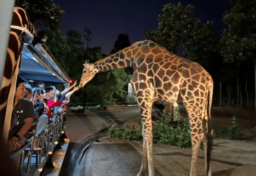 Chiang Mai: Night Safari Ticket with Transfer - Picking the right start time