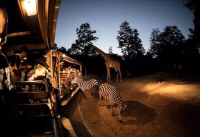 Chiang Mai: Night Safari Ticket with Transfer