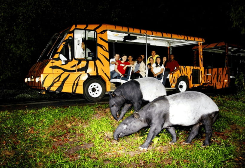 Chiang Mai: Night Safari Ticket with Transfer - Riding through Savanna Safari