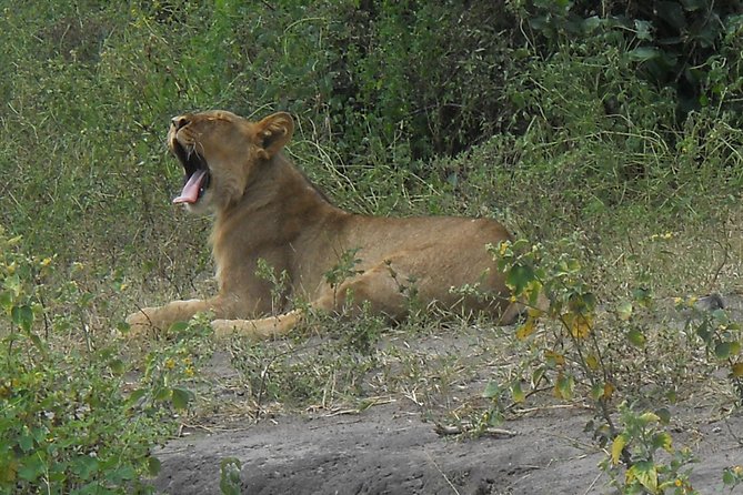 Chobe Full Day Safari Trip - The wildlife you are most likely hoping to see