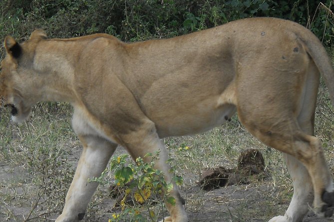 Chobe Full Day Safari Trip - Is $180 a fair price?