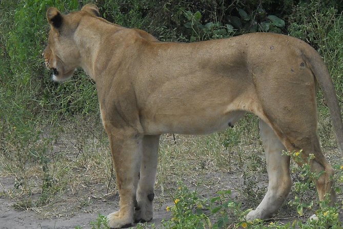 Chobe Full Day Safari Trip - Booking details worth checking first