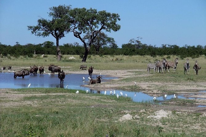 Chobe National Park Full Day Safari (Botswana) - Why Chobe works as a day trip from Victoria Falls