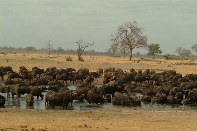 Chobe National Park Full Day Safari (Botswana) - Chobe Safari Lodge, the teak-built base