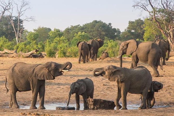 Chobe National Park Full Day Safari (Botswana) - What wildlife you can reasonably hope to see
