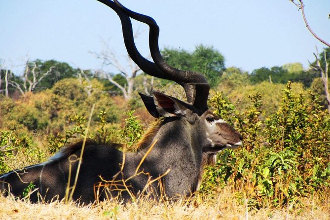 Chobe National Park Full Day Safari (Botswana) - Is $200 good value for a full day?
