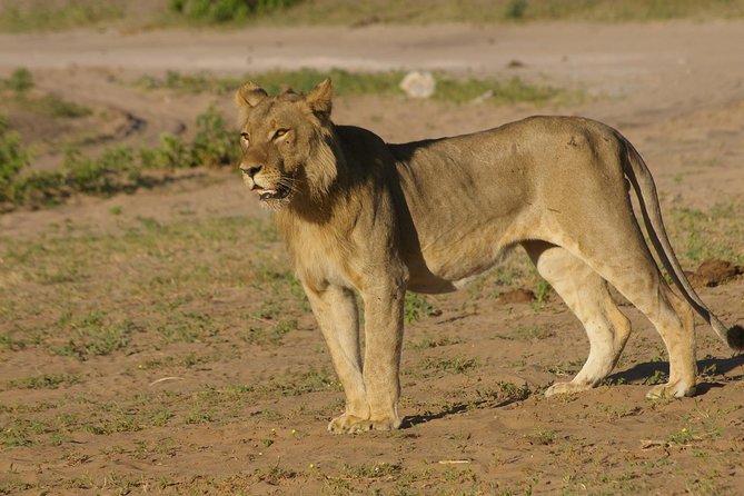 Chobe National Park Full Day Safari (Botswana) - The early pickup and Zimbabwe-Botswana border crossing