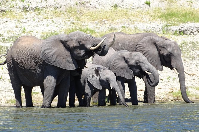 Chobe Safari Experience Day Trip - MINIMUM 2 PEOPLE - Why Chobe Works So Well as a Livingstone Day Trip