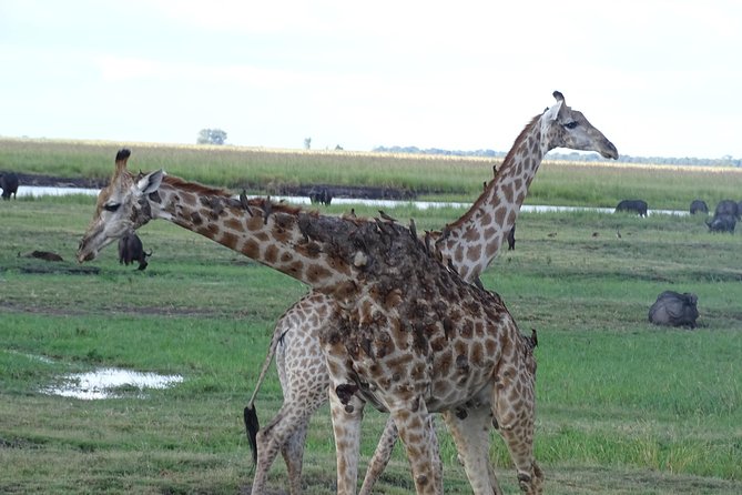 Chobe Safari Experience Day Trip - MINIMUM 2 PEOPLE - The Border Crossing from Livingstone to Botswana