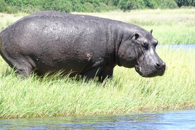 Chobe Safari Experience Day Trip - MINIMUM 2 PEOPLE - The Chobe River Safari by Boat