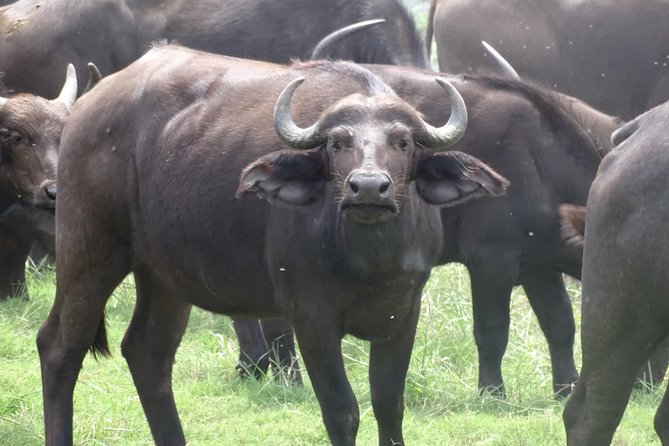 Chobe Safari Experience Day Trip - MINIMUM 2 PEOPLE - Why the Two-Part Safari Is Worth the Price