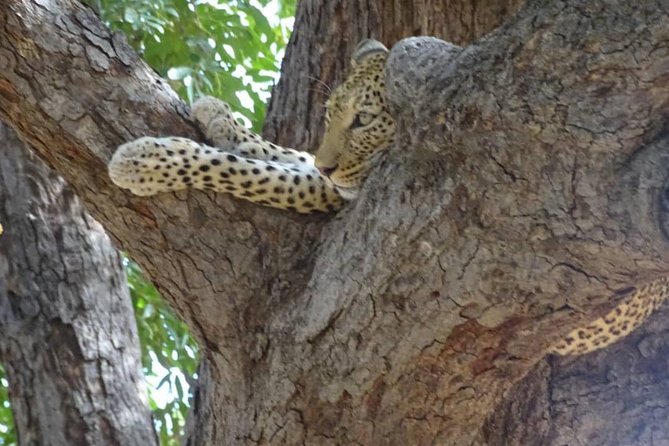 Chobe Safari Experience Day Trip - MINIMUM 2 PEOPLE - Booking, Timing, and Cancellation Details