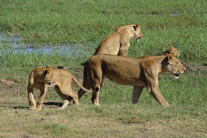 Chobe Safari Experience Day Trip - MINIMUM 2 PEOPLE - Morning Game Drive and the Search for Big Animals