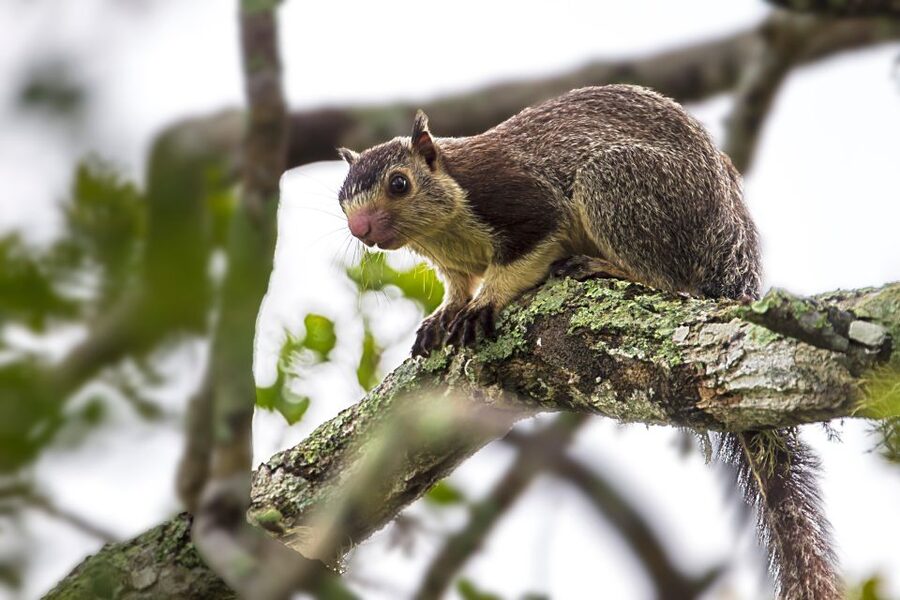 Colombo/Bentota/Kalutara/Ahungalla: Yala Safari Tour - What the scenery adds to the safari