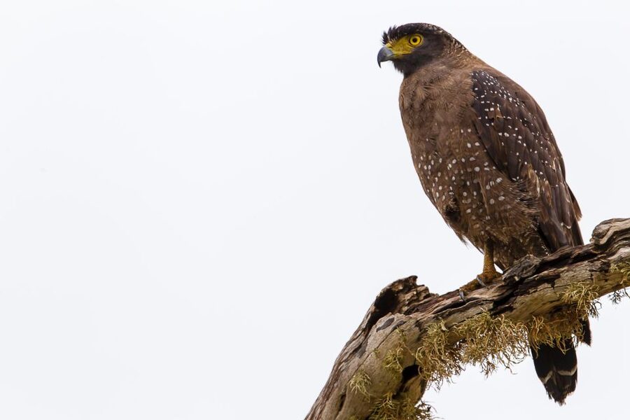 Colombo/Bentota/Kalutara/Ahungalla: Yala Safari Tour - Who should book this Yala day trip?