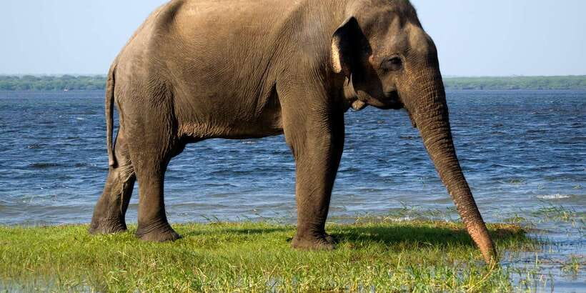 Colombo/Bentota/Kalutara/Ahungalla: Yala Safari Tour - The early pickup and four-hour road journey