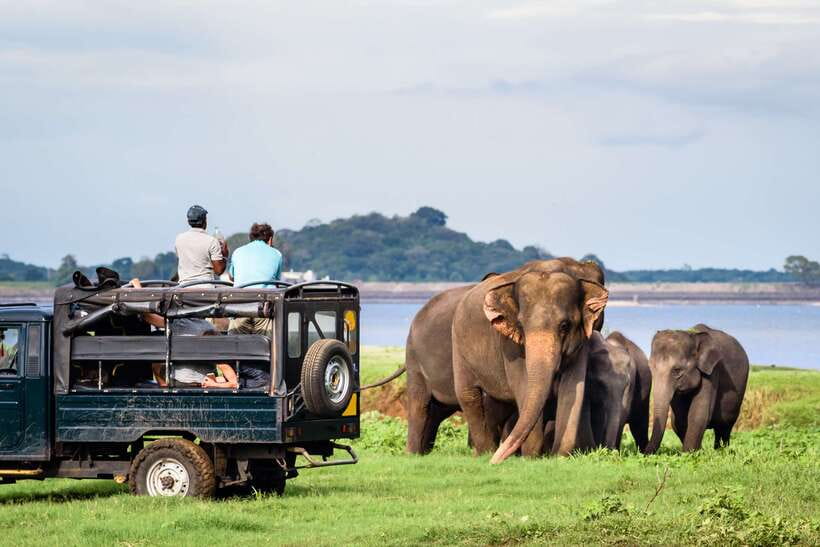 Colombo/Negombo: Sigiriya, Dambulla, and Minneriya Safari - Should you book it?