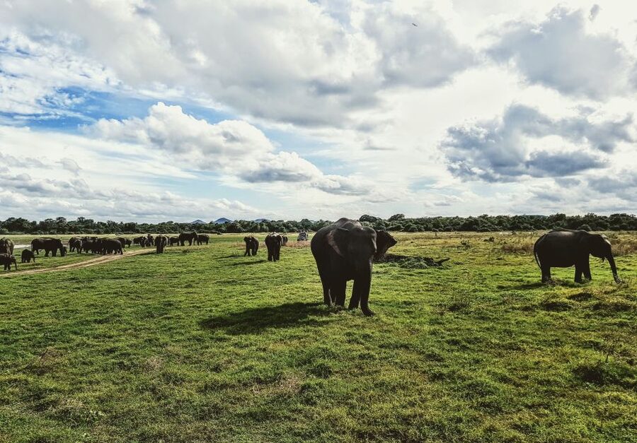 Colombo/Negombo: Sigiriya, Dambulla, and Minneriya Safari - What to bring and how to handle the day