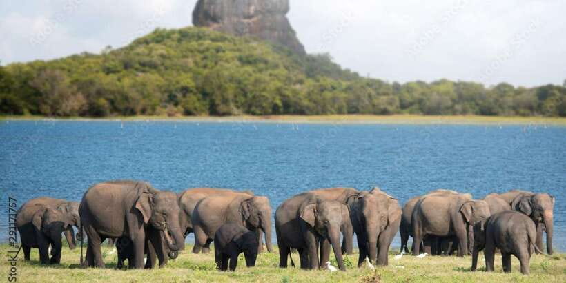 Colombo/Negombo to Sigiriya, Dambulla & Jeep Safari Day Tour - A very full day from Colombo or Negombo