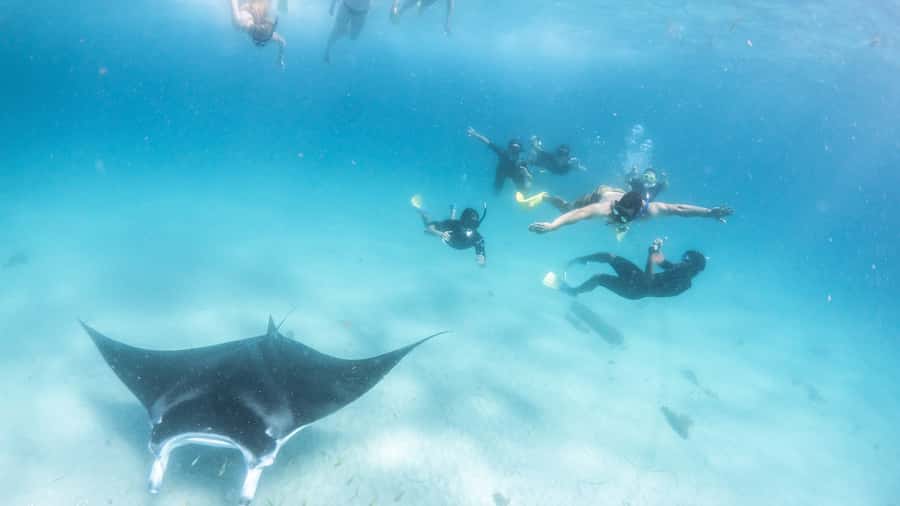 Coral Bay: Marine Eco Safari - Swim With Manta Rays - From Robinson Street to the Kurni-Ku