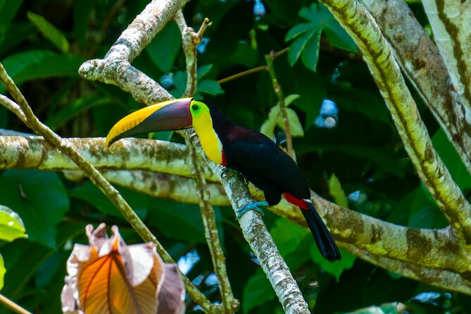 Corcovado and Drake Bay 2-Day Small-Group Safari Guided Tour - Leaving Drake Bay at 6:15 in the morning