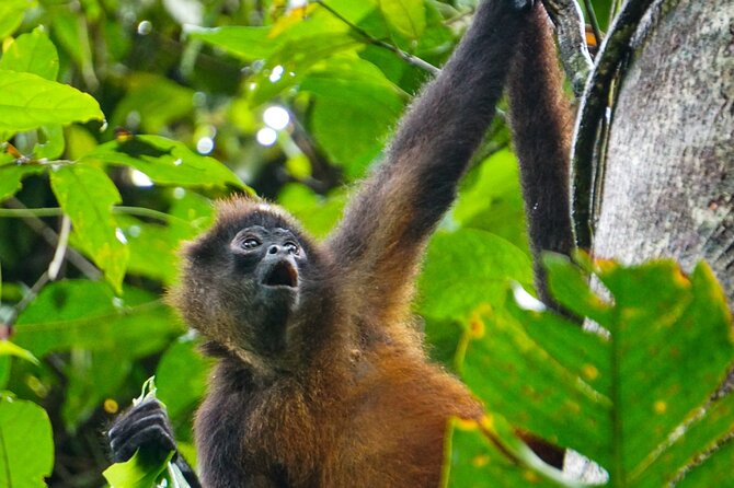 Corcovado and Drake Bay 2-Day Small-Group Safari Guided Tour - The price: what the $460 includes