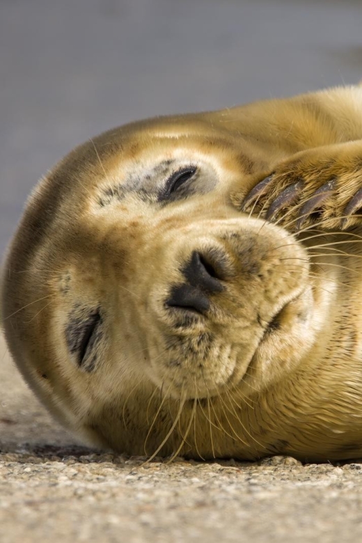 Cornwall: Guided Seal Safari by Boat - Key points to know before you book