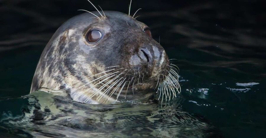 Cornwall: Guided Seal Safari by Boat - Dolphins, seabirds, and the welcome surprises