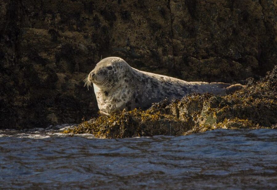 Cornwall: Guided Seal Safari by Boat - Guides who add meaning to the ride