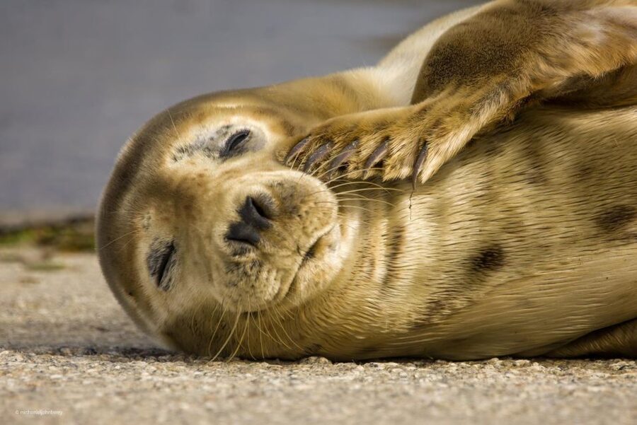 Cornwall: Guided Seal Safari by Boat - The one-hour format and its value