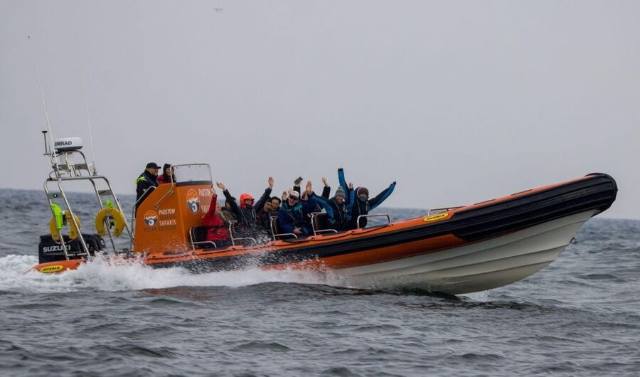 Cornwall: Guided Seal Safari by Boat - Practical tips for a better hour on the water