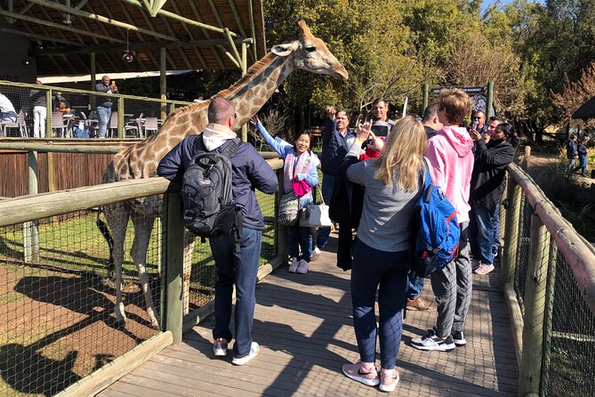 Cradle of Humankind Tour with Lion Safari from Johannesburg - A well-managed start from Johannesburg