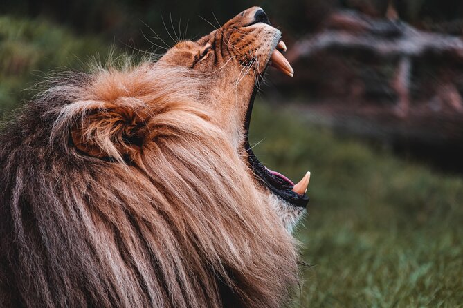 Cradle of Humankind Tour with Lion Safari from Johannesburg - What makes the Cradle of Humankind special