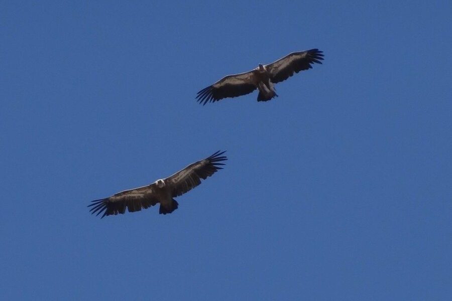 Crete: Land Rover Safari on Minoan Route - The Greek Mythology Park and Zeus’s Cave fee