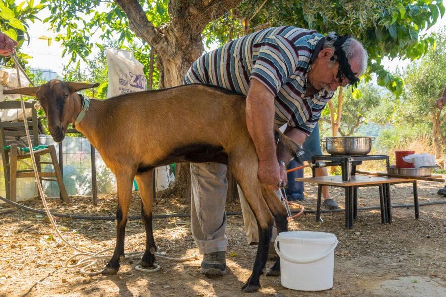 Crete: Lasithi Plateau and Cave of Zeus Off-Road Safari Tour - Potamies farm and the taste of local Cretan life