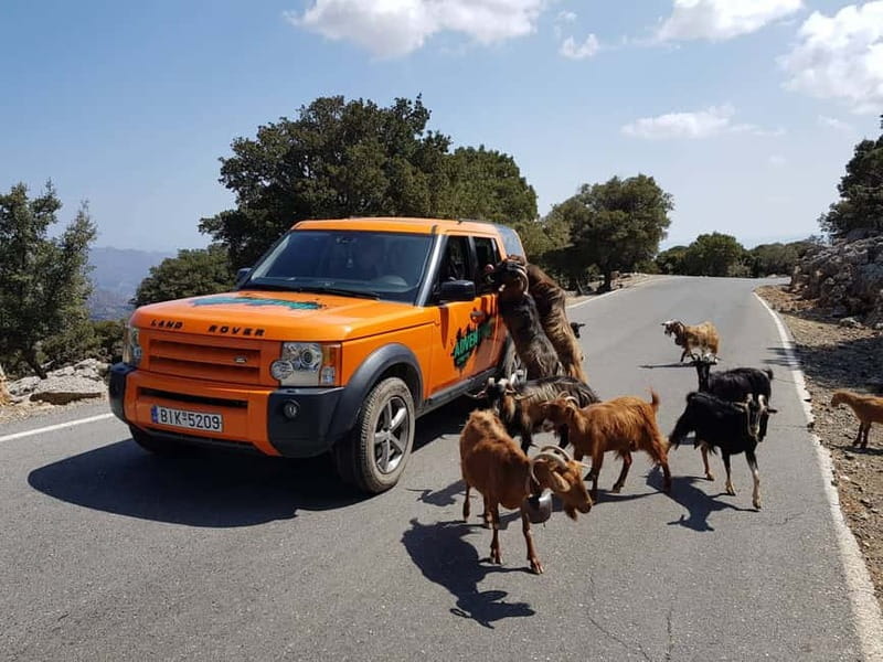 Crete: Sarakina Gorge, Forests, and South Coast Safari - Olive oil, Agios Nikolaos, and the road inland