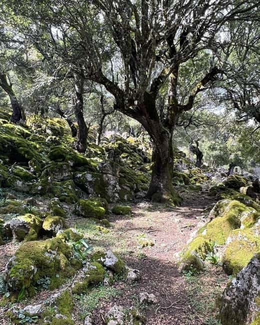 Crete: Sarakina Gorge, Forests, and South Coast Safari - Down to the Libyan Sea